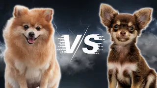 POMERANIAN 🆚 CHIHUAHUA - Which Dog Breed Is Right For You? 🤔