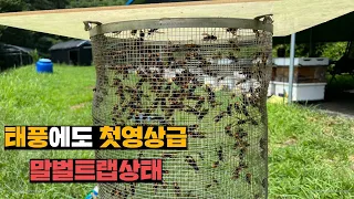 태풍에도 아랑곳 않고 역대급으로 들어온 말벌 다태우기(feat.장수말벌한테 쏘임)