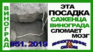 🍇 ЭТА  посадка ВИНОГРАДА сломает МОЗГ. Нормы удобрений. Посадка саженца весной.