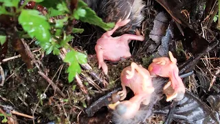 The cuckoo bird pushed 2 baby bird out of the nest杜鹃鸟把2只雏鸟推出巢，鸟妈妈看着亲生骨肉滚下去，却无动于衷