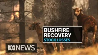 Losses mount for farmers in bushfire ravaged regions | ABC News