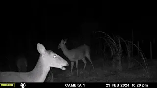 Critter Cam, Feb 29 2024: Night - A Little Fox & LOTS of Deer footage