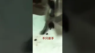 爱洗手的小浣熊