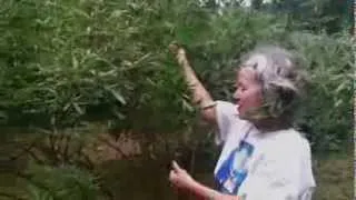 Harvesting Vitex with Ellen Zimmermann