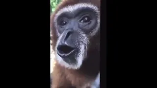 Monkey appears, spins and then screams