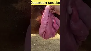 cesarean section in cow l dr umar khan