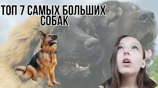 Топ 7 самых больших пород собак в мире/yulia_pro