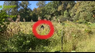 Cleverly Hidden Security Camera In Overgrown Fall Harvest Garden Captures The Unimaginable!