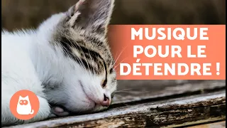 Musique RELAXANTE pour CHATS STRESSÉS 🐱💫 Détendez votre CHAT !