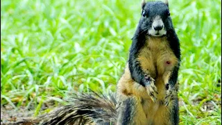 Sherman’s Fox Squirrel Florida