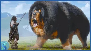 TOP 10 Most Ancient Dog Breeds On Earth