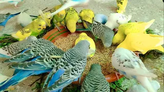 Budgies Morning Activities | First Diet Treat | Sounds Louds In Colony