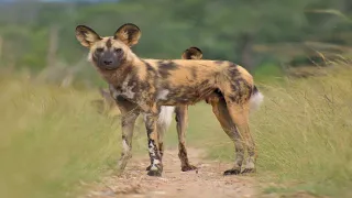 WILD DOGS AMBUSH:TARGET A FEARLESS WARTHOG.#shortsvideo #lol #epicfails #wilddogs #warthogs