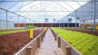 Tour an AQUAPONICS FARM in Texas 🐟 + 🌿= 🤠 Sustainable Harvesters