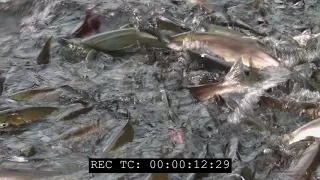 Sockeye salmon close up in river stock footage