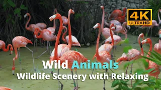 4K Ultra HD Video of Wild Animals - 1 HR 4K Wildlife Scenery with Relaxing Music