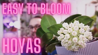 10 Hoyas to Bloom Under 10 Months