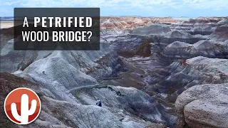 PETRIFIED FOREST NATIONAL PARK | Episode 2 | Jasper Forest, Agate Bridge & Blue Mesa