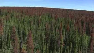 Forestry in Canada: Climate Change and Adaptive Capacity - Mark Johnston