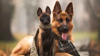 I introduce the Malinois puppies to the German Shepherd Nika. Unsuccessful try...