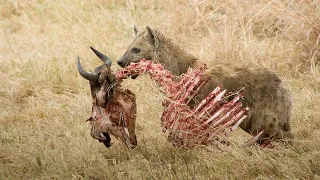 Amazing newborn Wildebeet Escape From Hyena Hunt, The power of mother Animals