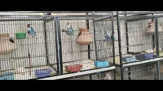 Male Love Bird Calling her female for mating