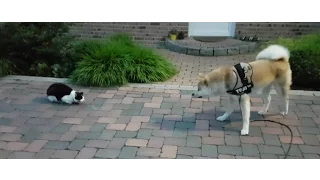 AKITA INU - Trying To Make Friends | 秋田犬