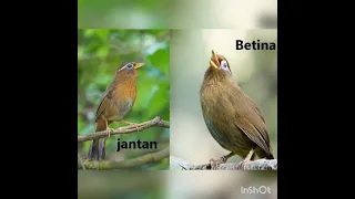 SUARA WAMBI BETINA BIRAHI MEMBUAT WAMBI BAHAN JANTAN GACOR