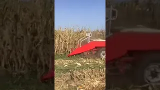 Corn harvester in India