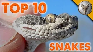 Top 10 Snake Encounters!