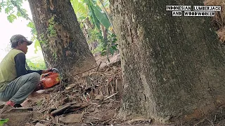 it's so Easy !! Husqvarna 395xp Vs 2 trembesi trees.