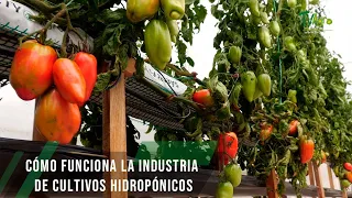 Cómo funciona la industria de cultivos hidropónicos - TvAgro por Juan Gonzalo Angel Restrepo