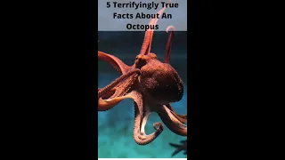 5 Terrifying Facts About Octopuses #shorts