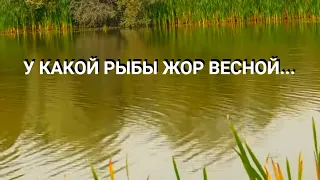 У Какой рыбы ЖОР весной? КТО КЛЮЕТ ВЕСНОЙ? Какую РЫБУ ловить "весной"? SeMano TV