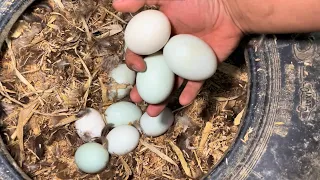 Farm Life | Satisfying harvesting ducks eggs, chicken eggs, muscovy duck eggs on the farm