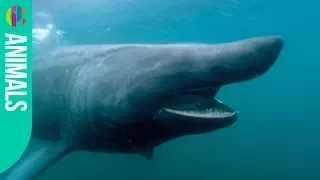 The Basking Shark | Shark Bites