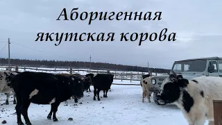 Морозостойкие якутские коровы. В гостях у фермеров якутского КРС.  Yakutian cattle.