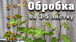 Обробка винограду по 3-5 листку. В яких випадках вона необхідна.