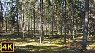 Relaxing forest walk in april - outside Växjö, Sweden - 4K Nature Walk