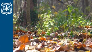 How Do Dead Leaves Help Forests