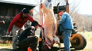 Beef Butchering on Family Farm - Homestead Food Production