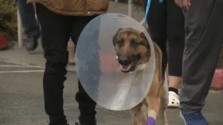 Rex, the hero dog, may have PTSD after being shot 3 times