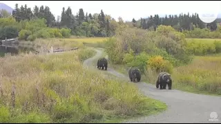 410, 409 Beadnose, and 32 Chunk walking on Spit Road Katmai National Park 9 24 15