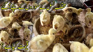 Peacock Chicks | Mor K Bache | Peacock Chicks Prices | Bjrds Market Rawalpindi