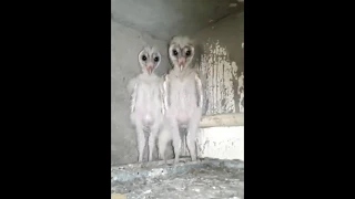 The Truth About The Owls In This Video!