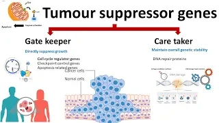 Tumour suppressor gene