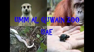 Umm Al Quwain Zoo! Wild Life Park, UAE.