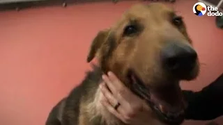 Dog Found Tied To A Chain Is So Happy To Finally Be Safe