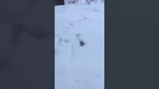 Нора гуляет зимой