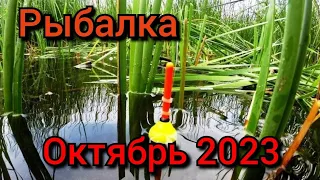 Рыбалка на поплавок 12 октября 2023 г.Дикая рыбалка на поплавочную удочку в лесном озере на карася.